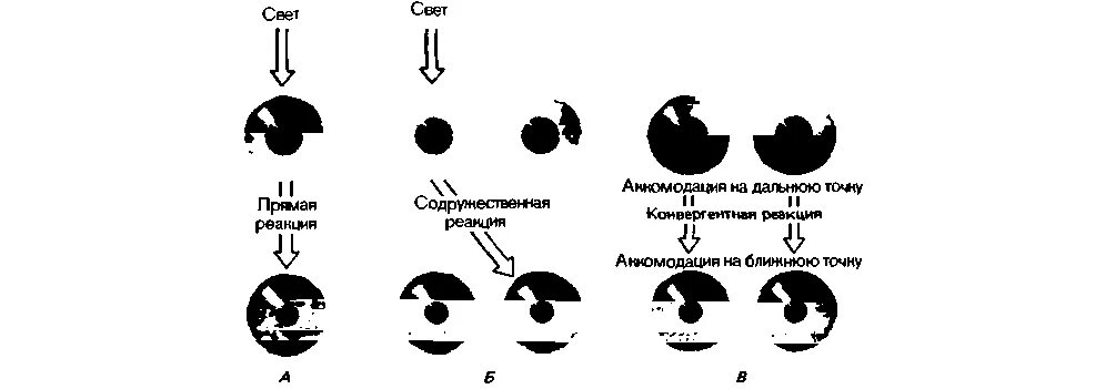 Зрачковый рефлекс схема. Схема рефлекторного пути зрачкового рефлекса. Реакция зрачков на конвергенцию и аккомодацию. Схема рефлекторного пути зрачкового рефлексов физиология.