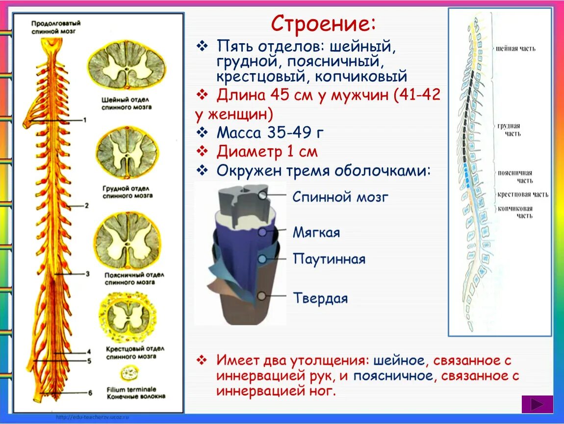 В шейном отделе спинного мозга сегментов. Отделы спинного мозга. Шейный отдел спинного мозга. Грудной отдел спинного мозга. Отдел спинного мозга 5 отделов.