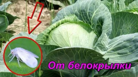 Борьба с белокрылкой на капусте в огороде