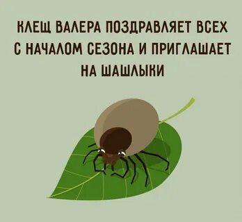 Клещ валера
