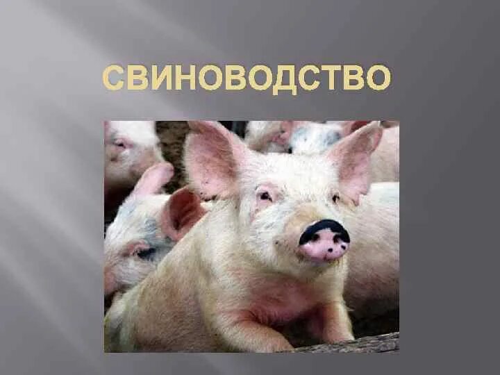 Сообщение о свинье. Презентация на тему свиноводство. Проект про свиноводство. Свиноводство доклад. Сообщение о свиноводстве 3 класс.