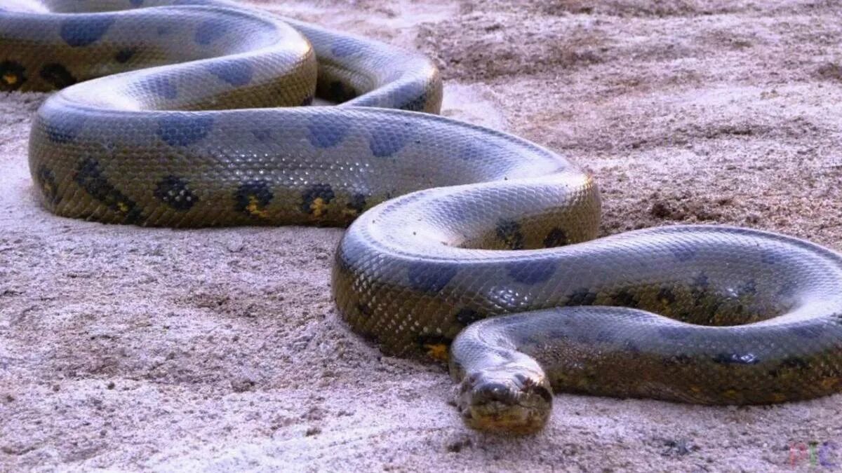 Большой габонский питон. Тигровый питон флорида. Королевская анаконда змея. Сетчатый питон 7. Водяной удав анаконда.