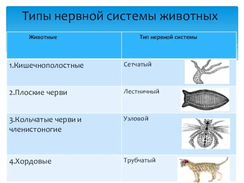 Для беспозвоночных характерно. Нервная система животных таблица по биологии 7. Типы нервной системы беспозвоночных таблица. Типы нервной системы у животных схема. Типы нервных систем у животных 6 класс таблица.