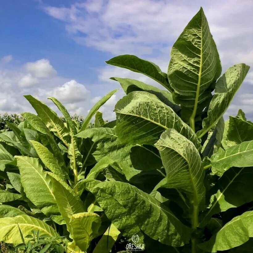 Табак Вирджиния Голд. Табак Вирджиния растение. Табак Берли. Табак Вирджиния семена.