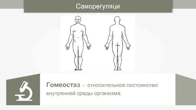 Саморегуляция гомеостаз. Саморегуляция внутренней среды организма. Постоянство внутренней среды организма. Саморегуляция постоянства внутренней среды организма.