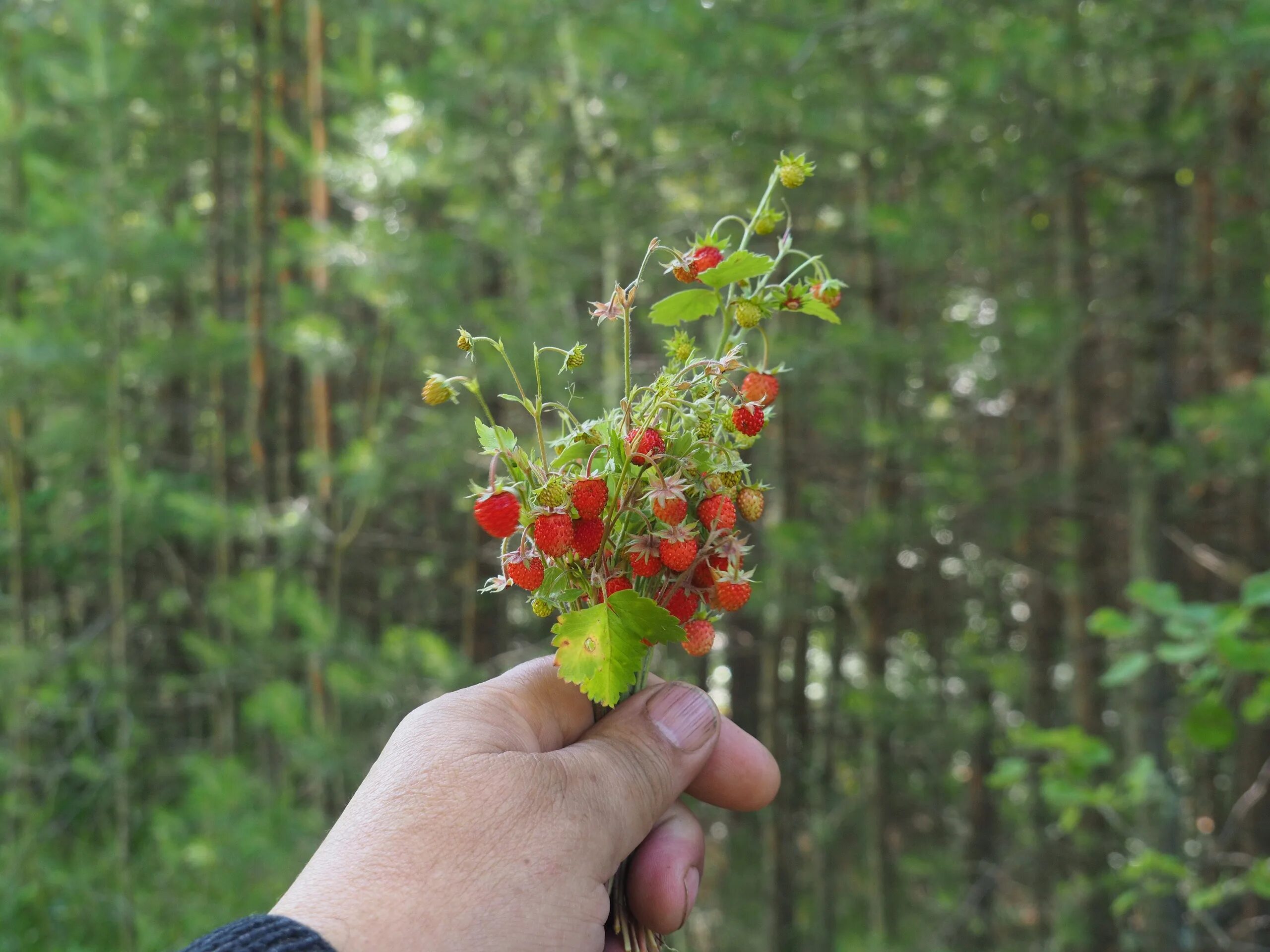 Земляника растёт в лесу. За земляникой. В лес за земляникой. Ягодные места Казань. Ягодку найду