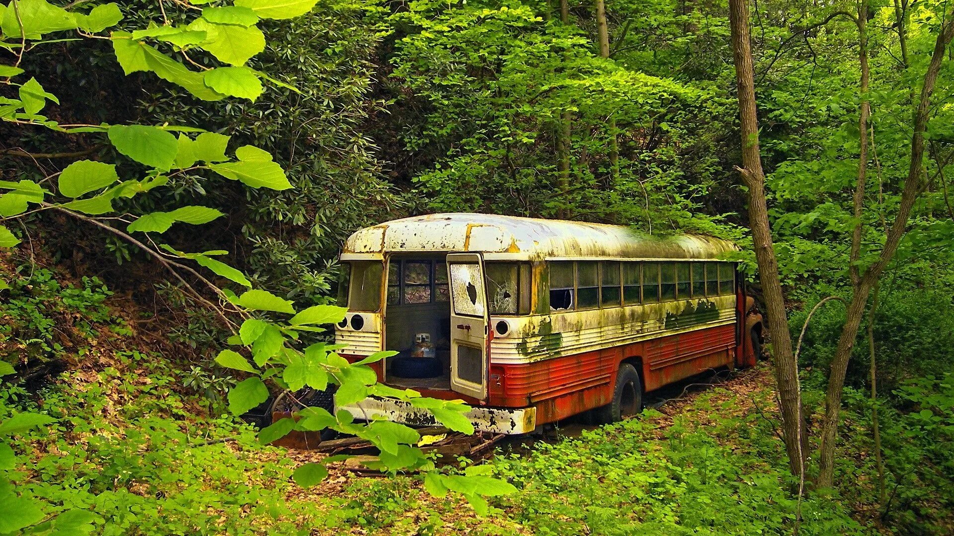 Автобусы старые дороги. Заброшенный автобус в лесу. Старые автобусы. Автобус в лесу. Микроавтобус в лесу.