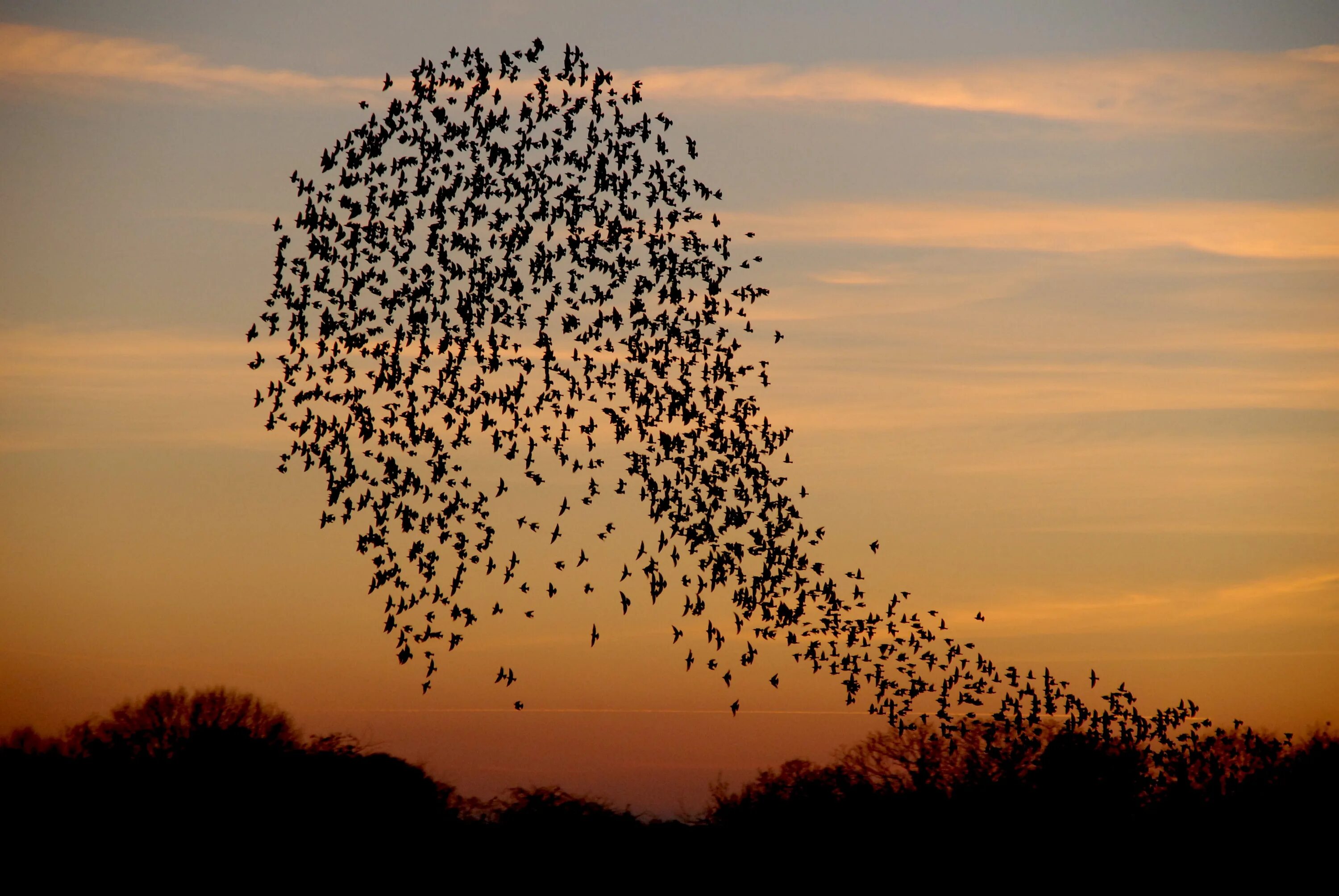 Starlings. Flock of Birds перевод. Flock formation. Swarm in nature.