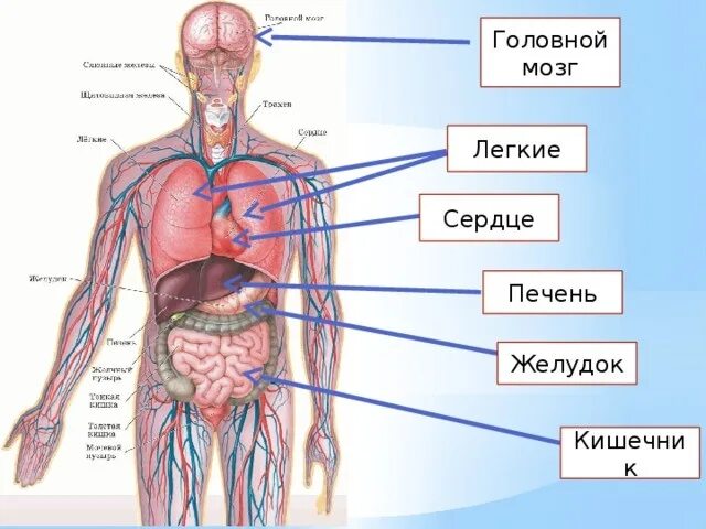 Состав человека органы. Строение человека. Структура человека. Схема тела человека с органами.