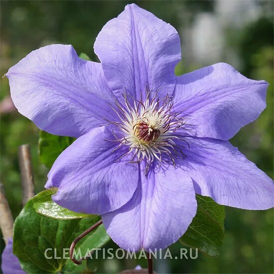 Клематис голубой щенок. Клематис джиска. Клематис william kennett. Клематис синий. Клематис vistula.