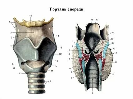 Болит щитовидный хрящ гортани при надавливании