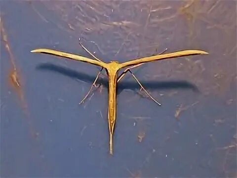 Emmelina monodactyla