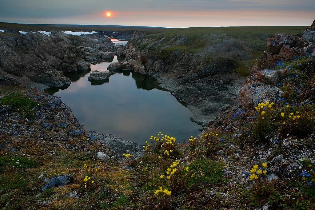 Проект на тему таймырский заповедник. Таймырский заповедник животные. Таймырский заповедник кто там обитает. Таймырский заповедник деятельность человека. Таймырский биосферный красноярского края.