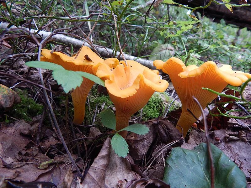 рыжики лисички фото. рыжики лисички фото. рыжики лисички фото. рыжики лисички фото. лисичка бархатистая гриб.