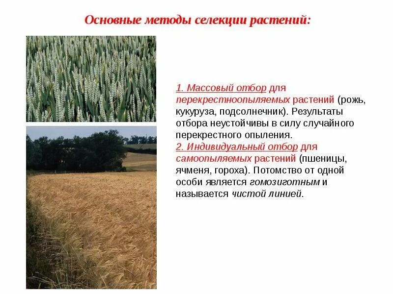 Метод массового отбора в селекции. Массовый и индивидуальный отбор в селекции растений. методы селекции массовый отбор и индивидуальный отбор. массовый отбор метод селекции. индивидуальный отбор растений.