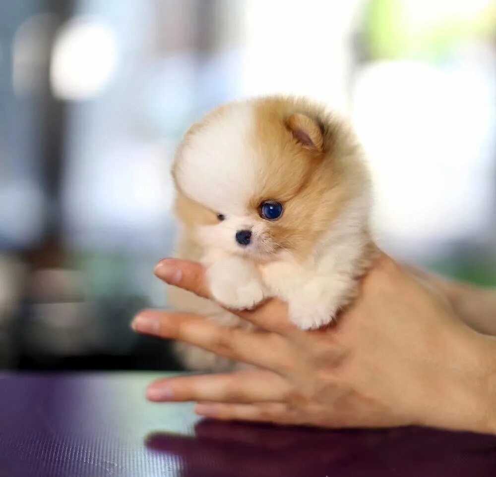 Купить щенка микро. Micro Pomeranian. Микро шпиц щенок. Корейский микро шпиц. Микро шпиц взрослый.