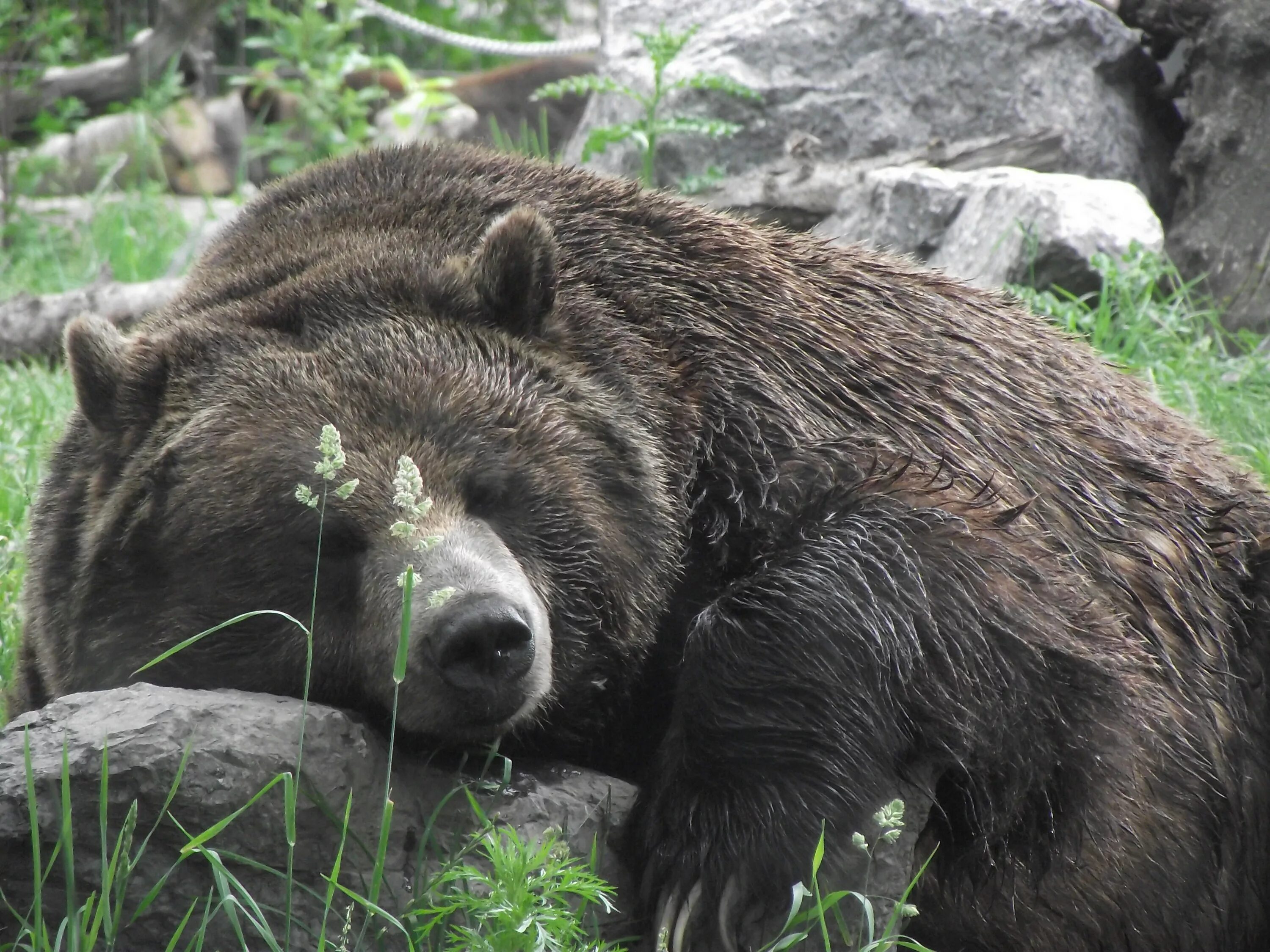 Медведь Гризли. Медведь Гризли спячка. Бурый медведь. Спящий медведь.