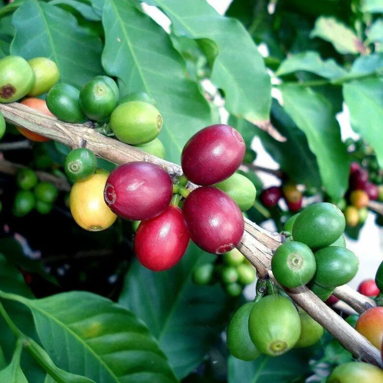 Кофе Арабика растение. Кофе Аравийский дерево. Кофейное дерево Аравийское. Кофейное дерево (Coffea). Кофе аравийский растение