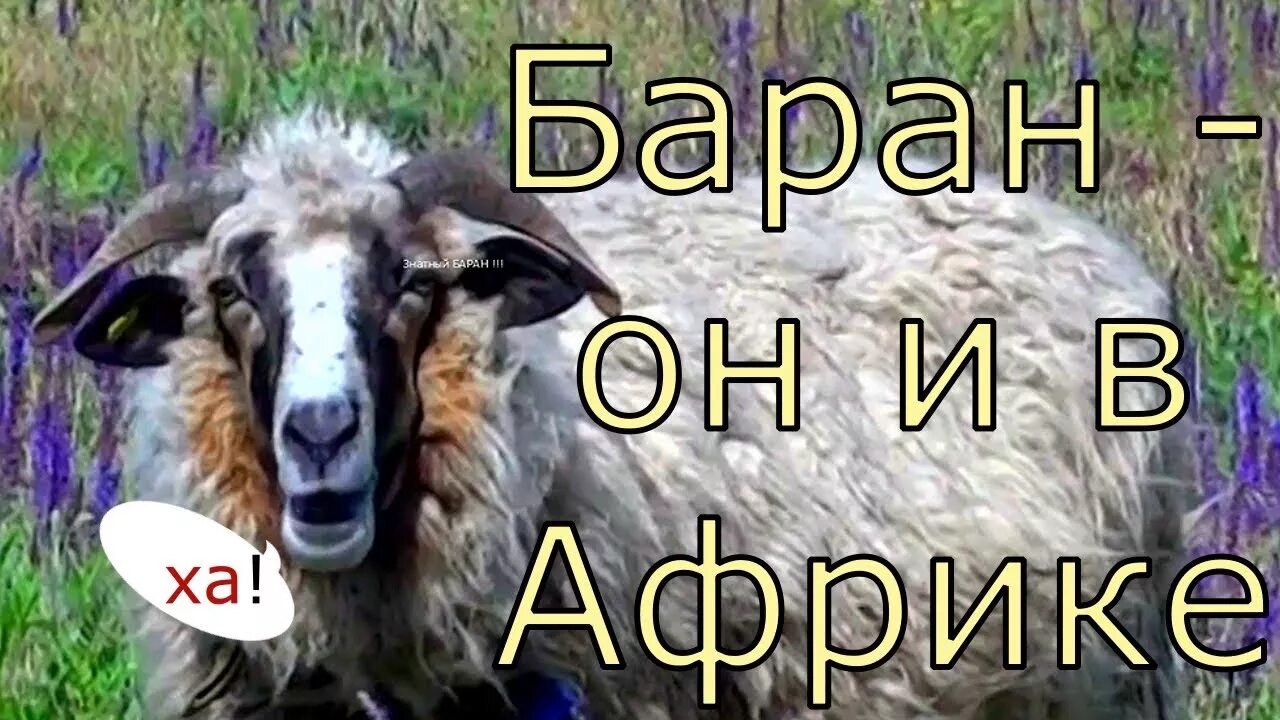 Бараны и ворота. Баран-муфлон. Упертый баран. Керри хилл овцы. Голова овцы.