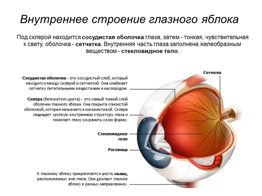 Сетчатка сосудистая оболочка склера. Внутреннее ядро глазного яблока функции и строение. Строение сетчатой оболочки глазного яблока. Строение оболочек глазного яблока анатомия.