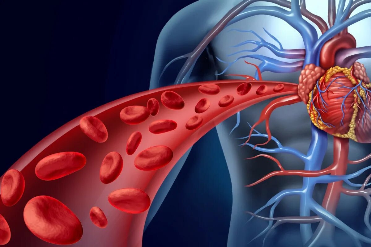 Закупорка кровеносных сосудов. Заболевания кровеносной системы. Сосуды сердца. Сердечно сосудистая ткань. Улучшается кровообращение