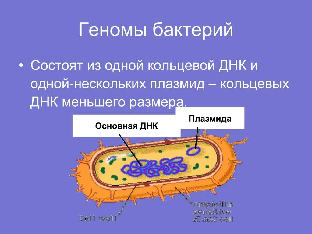 Клеточное строение имеет бактерия вирус. Строение клетки бактерии плазмида. Строение генома бактерий микробиология. Структура генома бактерий. Геном бактериальной прокариотической клетки.