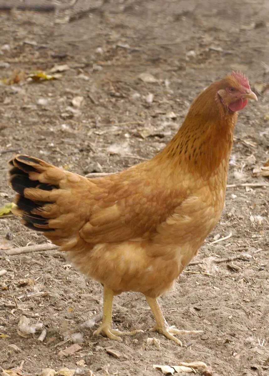 Почему курица желтая. Желтая курица. Коричневые куры. Куры несушки коричневые. Курочка коричневая.