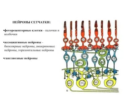 Клетки палочки