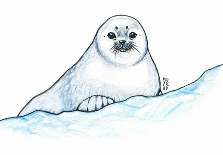 Рисовать морских котиков