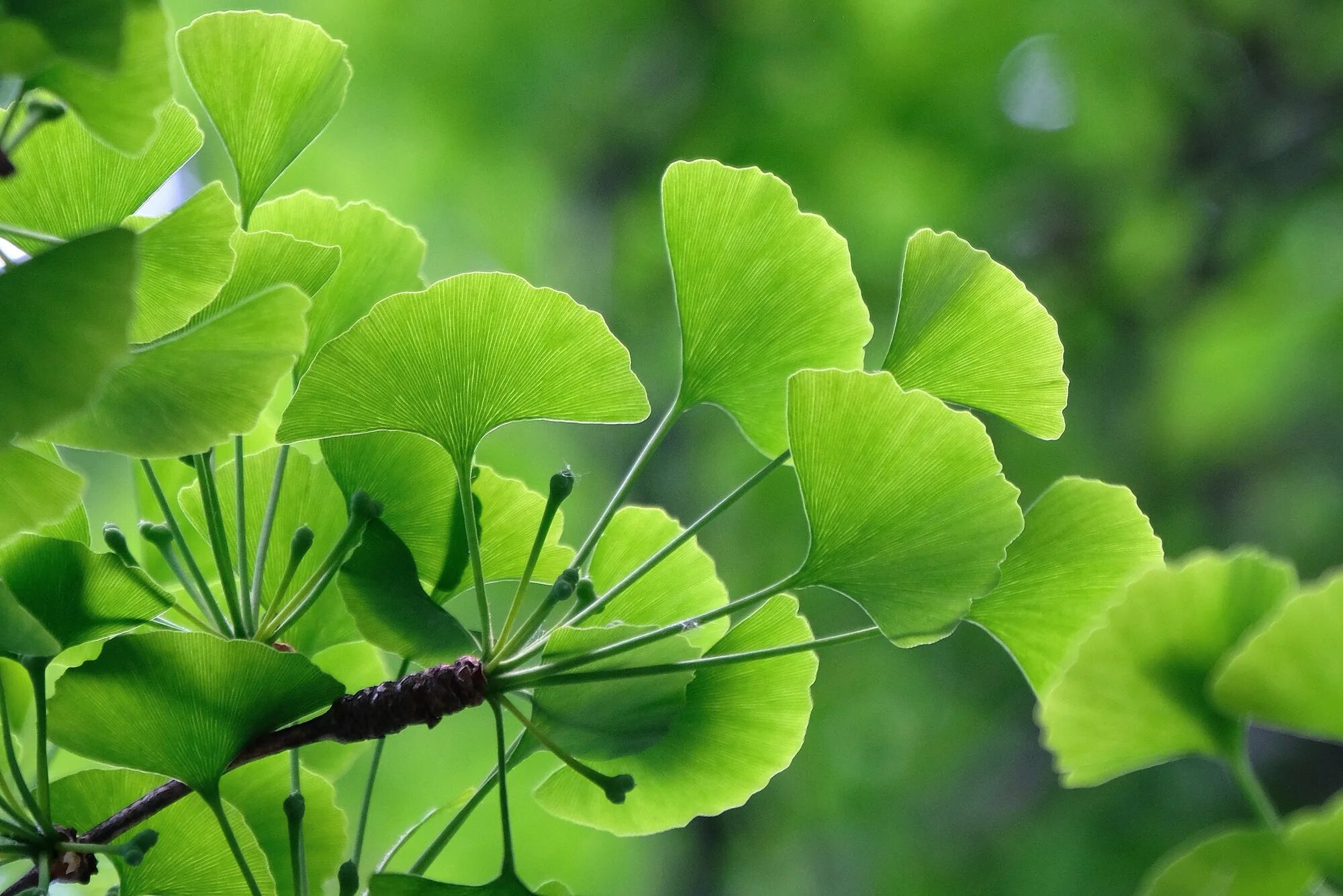 Гинкго двулопастный лист. Листья гинкго двулопастного. Ginkgo Biloba (гинкго). Гинкго билоба растение.