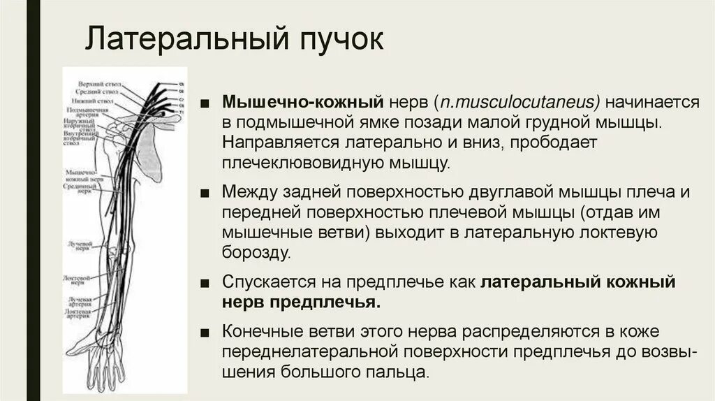 Кожно нервные. Мышечно кожный нерв анатомия. Латеральный кожный нерв предплечья. Латеральный кожный нерв плеча. Ветви латерального пучка плечевого сплетения.