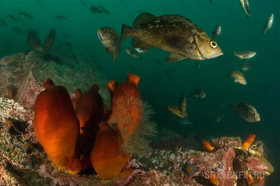 Морской окунь Охотского моря. Голубой окунь Охотское море. Восточный окунь. Морской окунь в Охотском море.