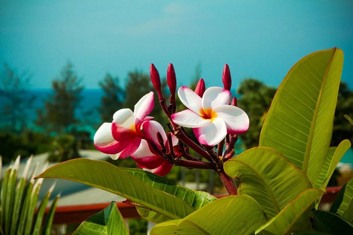 Tropical plant. Магнолия в Тайланде. Дерево в Тайланде Магнолия. Плюмерия Гавайи. Плюмерия Франжипани.