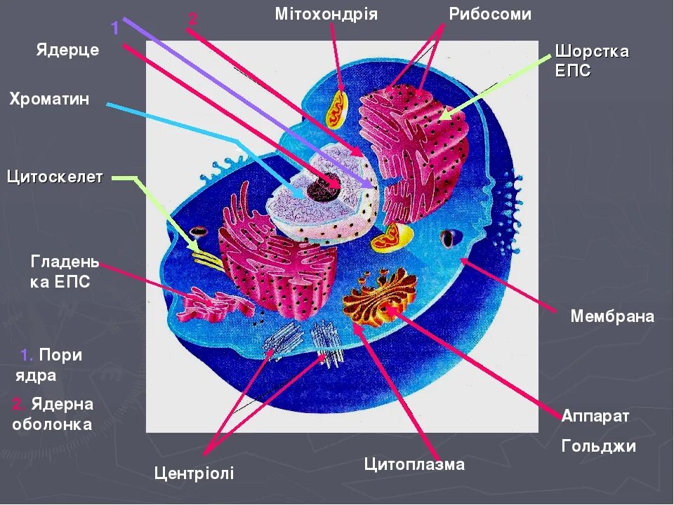 Ядро ядрышко митохондрии. Центриоли ядро митохондрии. Строение клетки хроматин. Строение ядра и ЭПС. Строение ядра митохондрии