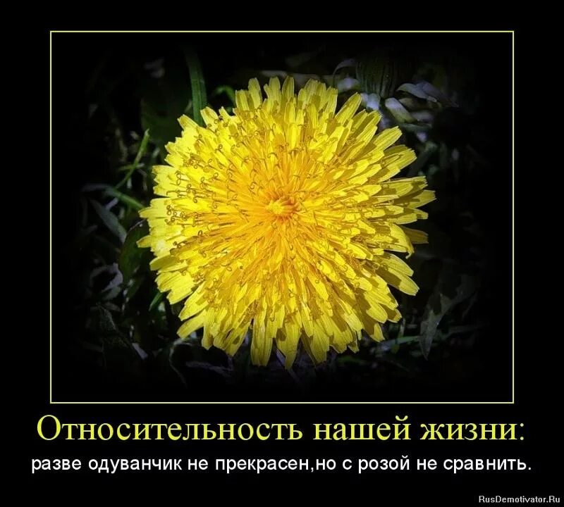 Смешной одуванчик. Одуванчик прикол. Одуванчикового настроения. Афоризмы про одуванчики.