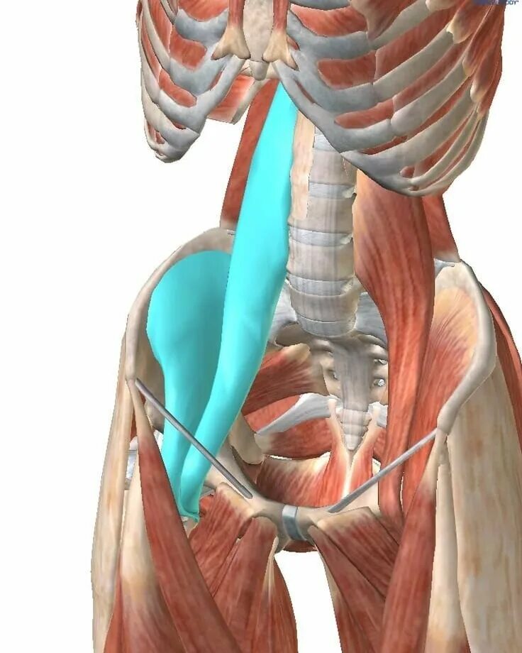 Связки тела. Musculus PSOAS Major анатомия. Подвздошно-поясничная мышца анатомия. Подвздошно-поясничная мышца, m. Iliopsoas. Musculus Iliopsoas анатомия.