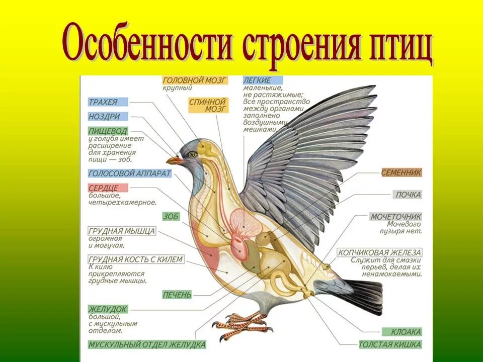 Что общего в организации птиц. Функции систем внутреннего строения птиц. Особенности внешнего и внутреннего строения птиц 7 класс. Системы органов и особенности строения птиц. Внешнее строение птиц биология таблица.