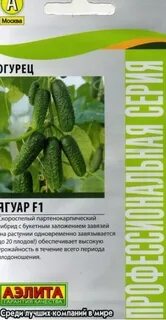 Огурцы ягуар f1 отзывы