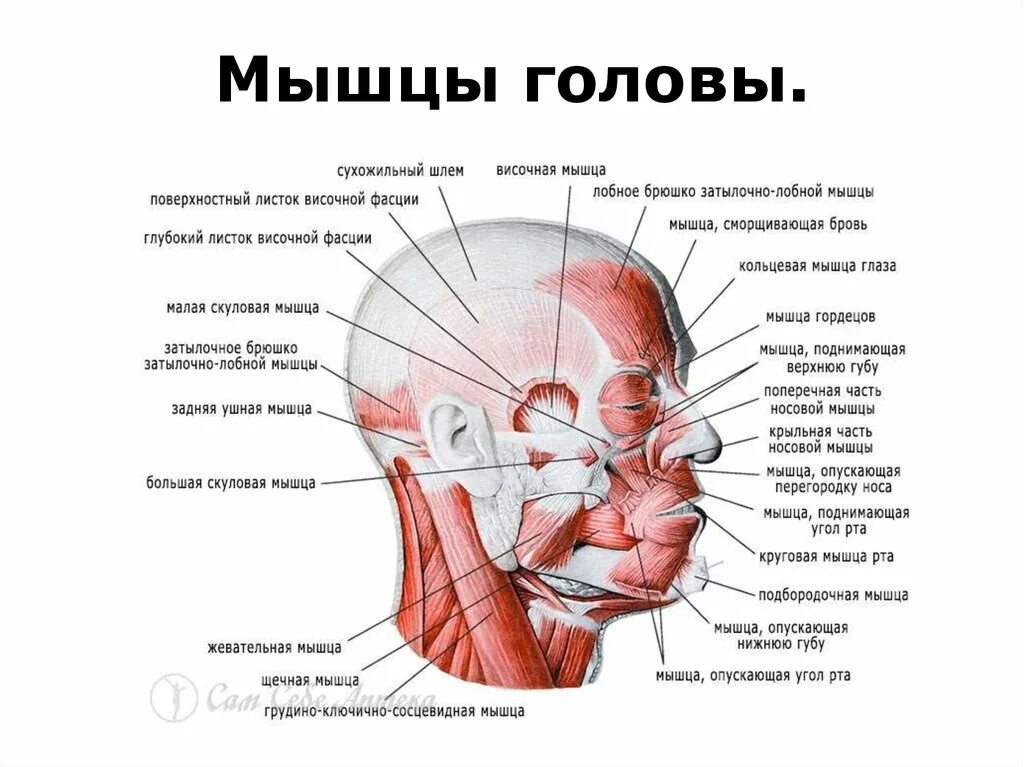 Анатомия мышц головы и шеи человека. Мышцы головы шеи и туловища анатомия. Мышцы головы вид спереди строение.