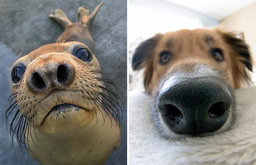 Морская собака животное. Носы животных. Смешные носы собак. Морская собака. Смешной собачий нос.