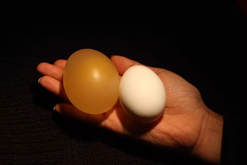 Яйцо трубочка. Резиновые яйца. Яйцо в уксусе. Резиновые куриные яйца. Куриное яйцо в уксусе.