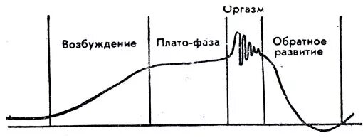 От чего возбуждаются женщины. Фазы возбуждения. Этапы возбуждения. Фаза плато. Цикл возбуждения у женщин.