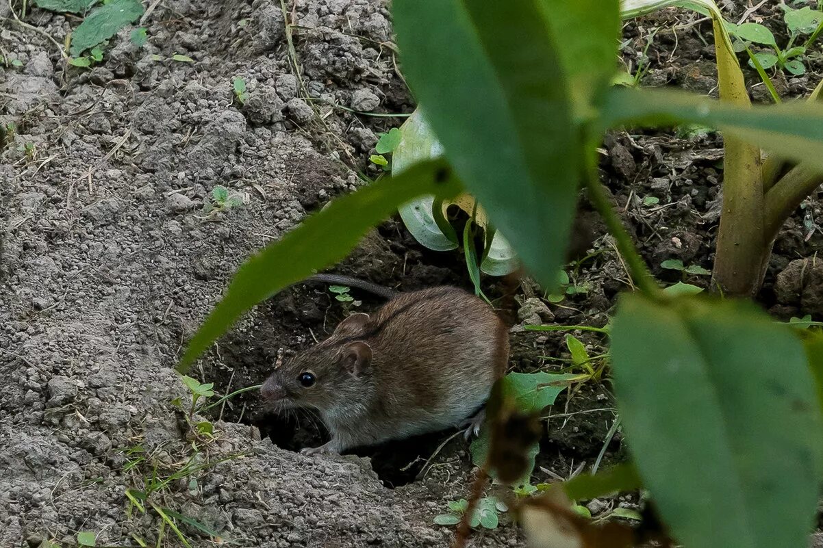 Как избавиться от мышей на участке. Мышь полевка вредитель. Земляная крыса полевка. Полевые мыши в огороде.