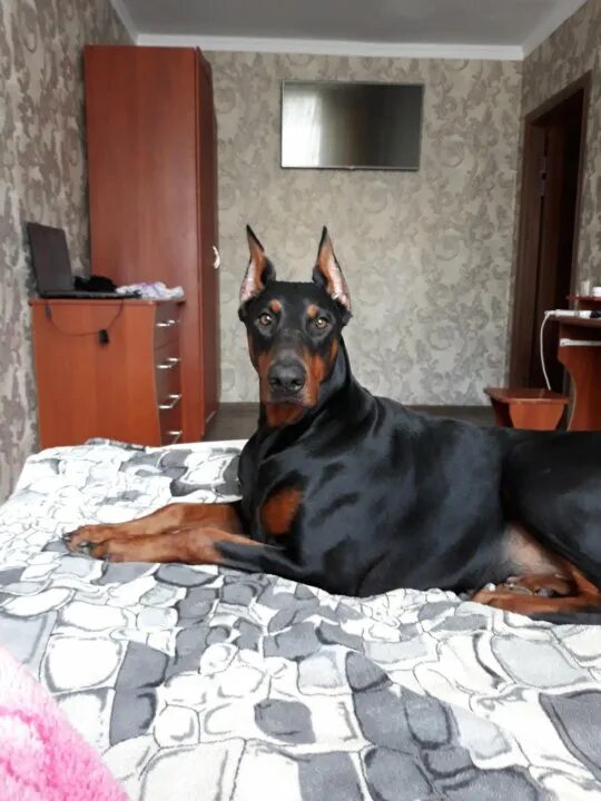Доберман домашний. Доберман собака. Доберман щенок. Порода доберман-пинчер. Доберманы в пинтересте.