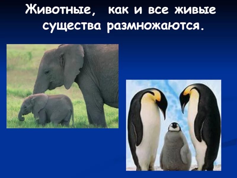 Какое животное размножается. Животные живые существа. живые организмы животные. животное живое существо. как размножаются животные.