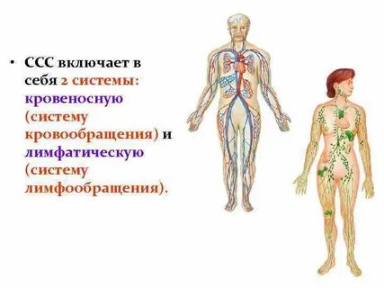 Сердечно сосудистая система лимфатическая система