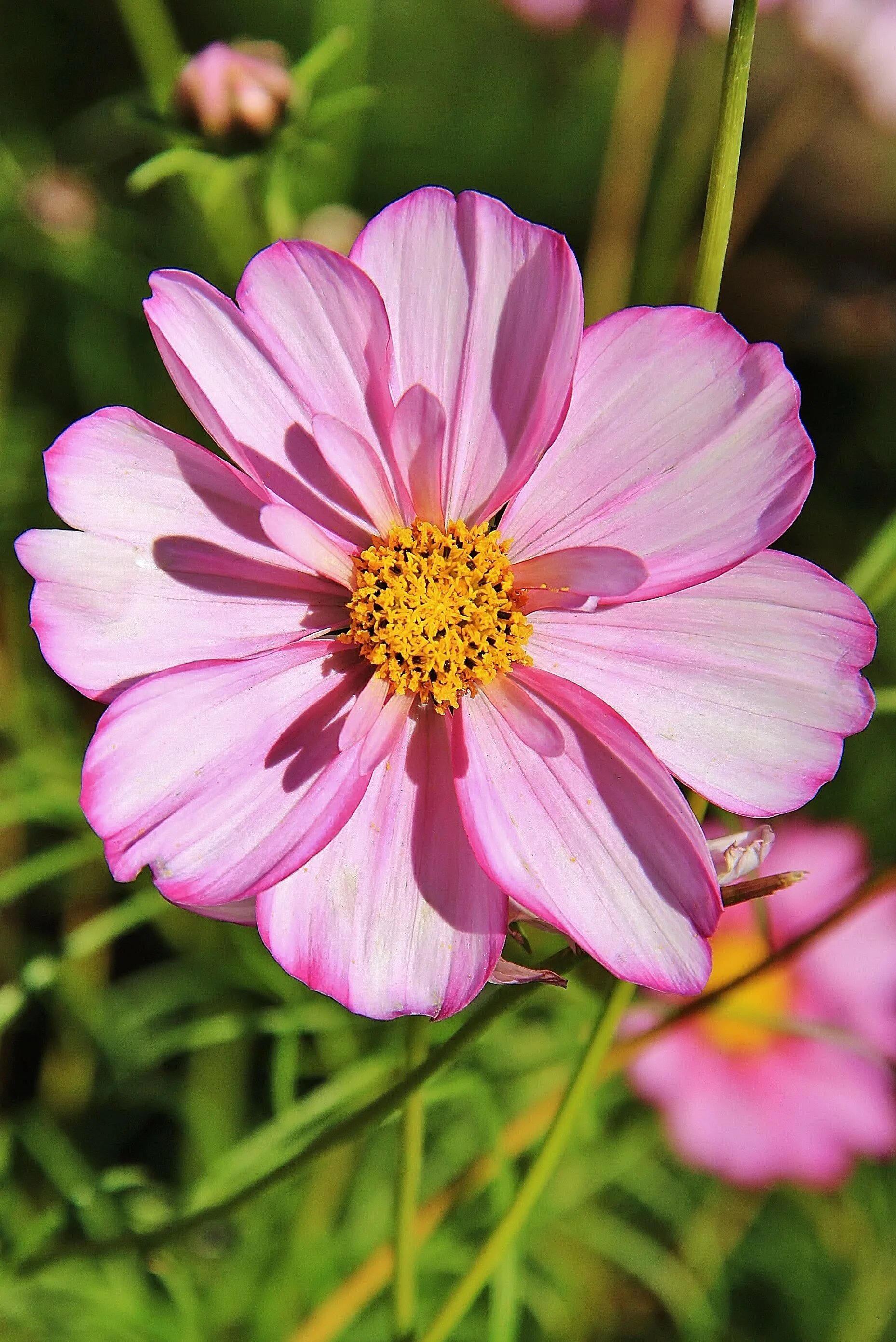 Космея дваждыперистая. Космея золотая долина. Космея махровая кнопка. Космея дваждыперистый. Космея сенсация кримсон.