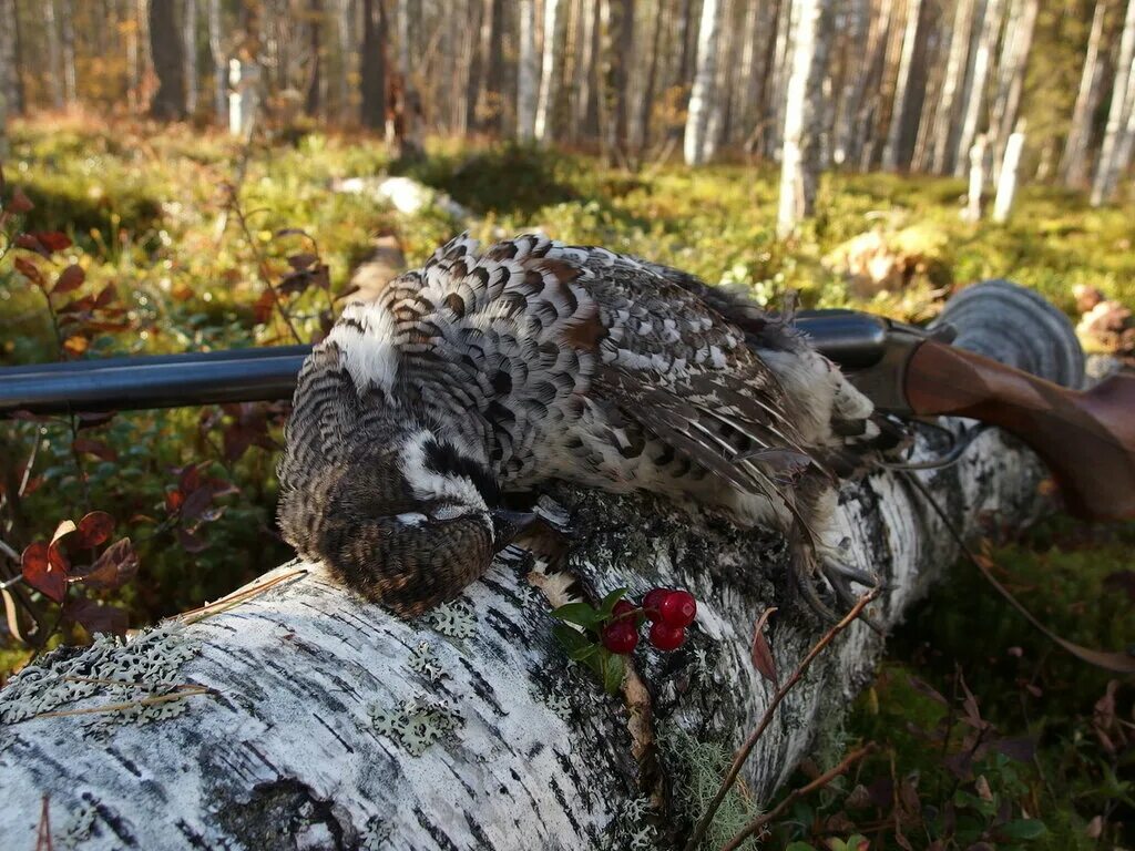 Дичью называют. Боровая дичь рябчик.