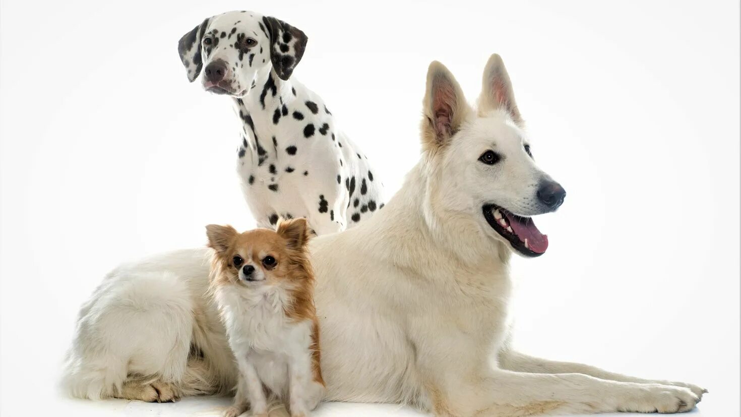 3 animals dogs. Далматин и чихуахуа. Далматинец и овчарка. Овчарок и далматинов. Чихуахуа далматинец.