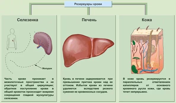 Какой орган является. Основные органы депо крови. Депо крови в организме человека являются. Органы депо крови и их физиологическое значение.